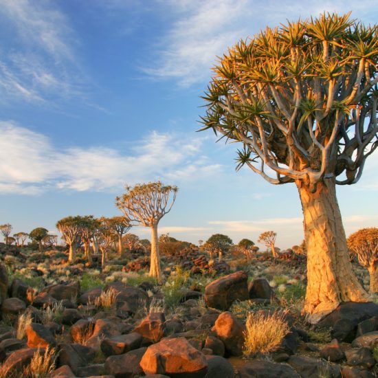 arbres