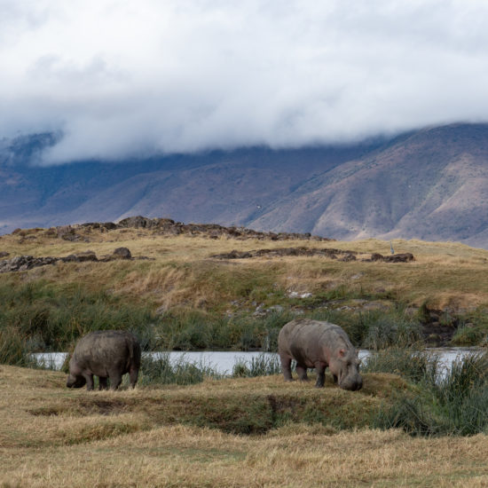 cratere Ngorongoro rhinos