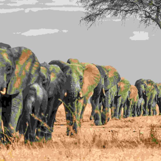 tanzanie choix 1 elephants