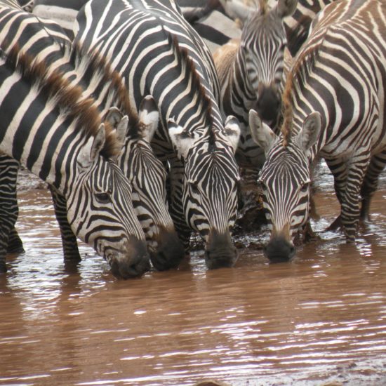 zebres qui boivent
