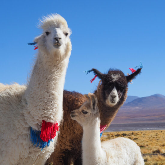 Alpaca family in Bolivia