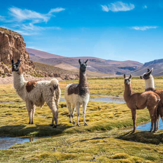 Llamas Standing On Grassy Field Against Mountains