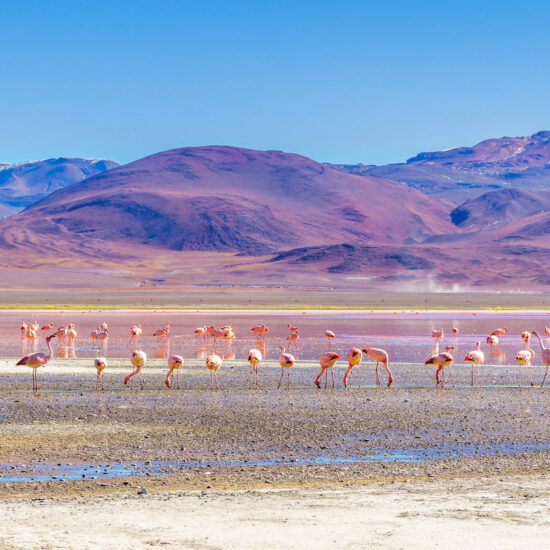 Laguna Colorada with flaminfos in the Andes of Bolivia