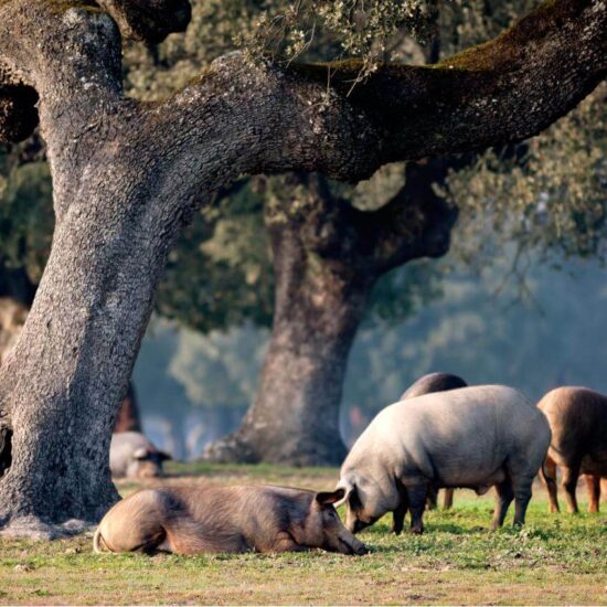 porcs iberique extremadure destination les voyages de la libre