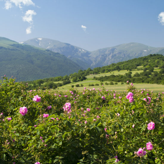 rose roses parfum kazanlak bulgarie preference travel team 1