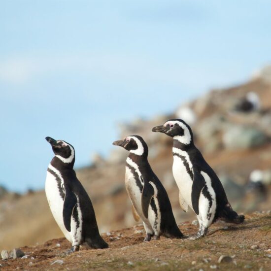 argentine patagonie preference travel les voyages de la libre manchots