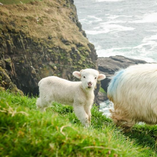 mouton irlande
