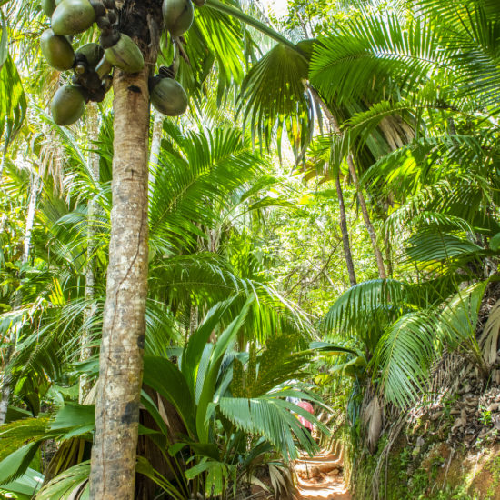 palmier coco de mer vallee de mai unesco reserve naturelle praslin seychelles 3