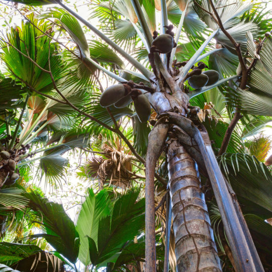 palmier vallee de mai unesco coco de mer seychelles 2