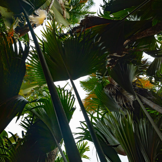 palmier vallee de mai unesco praslin seychelles