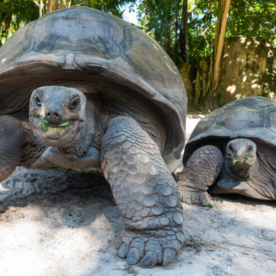 tortue aldabra seychelles