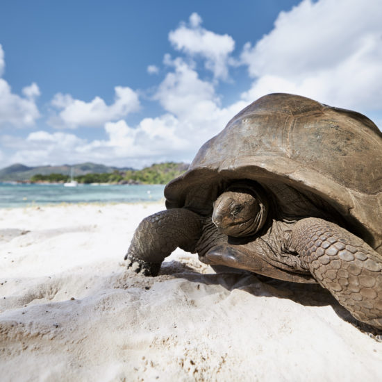 tortue aldabra seychelles plage