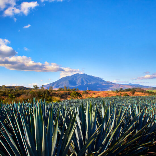agaves et sangaguey