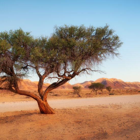 senegal desert namib
