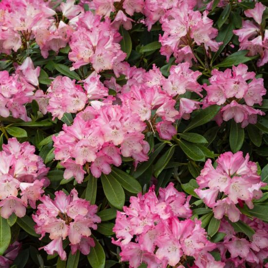 cornwall rhododendron rose preference les voyages de la libre cornouailles jardins 1