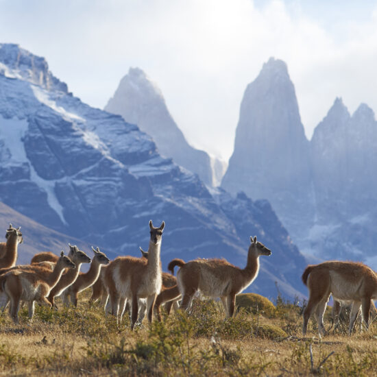 chili preference travel team voyage culturel punta arenas montagne animaux