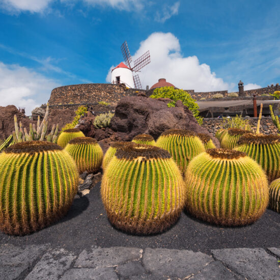 guatiza jardin des cactus lanzarote destination amis des musees