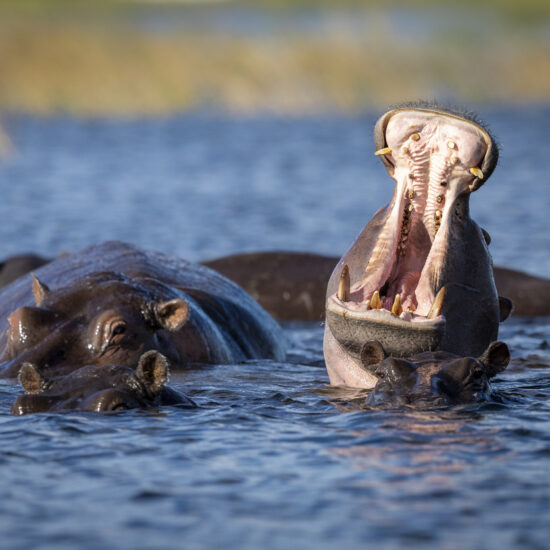 hippo riviere chobe safari