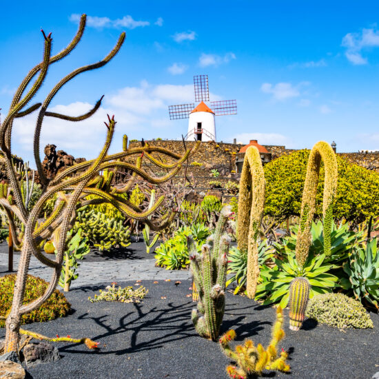 jardin cactus lanzarote destination amis des musees