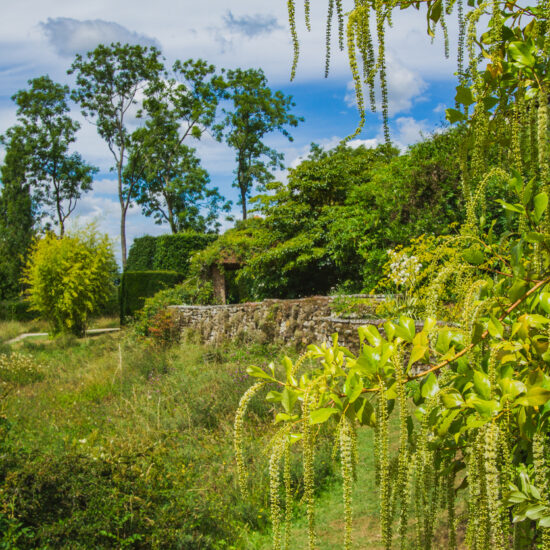 Plants of Great Dixter gardens in Northiam, midsummer.