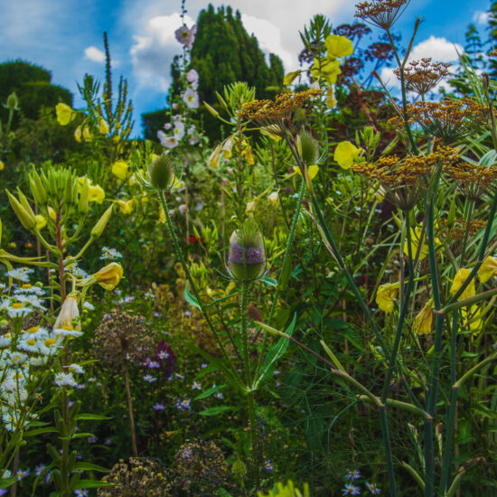 Different lowers and plants in Great Dixter, Northiam, East Sussex.