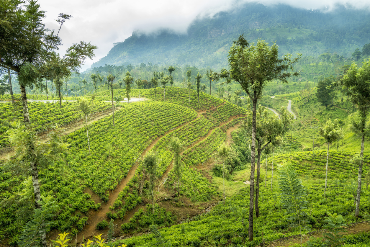 plantation the sri lanka