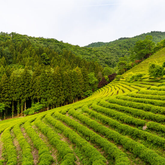 A landscape view of the green tea fields of Boseong in the early morning