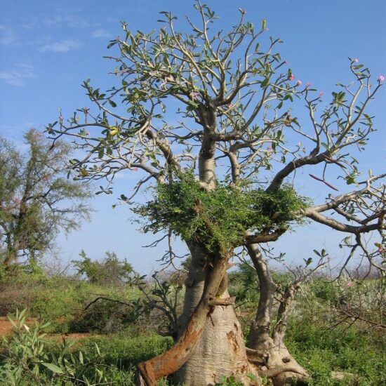 adenium obesum arbre bouteille