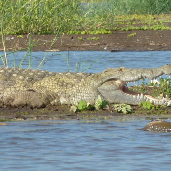 crocodile