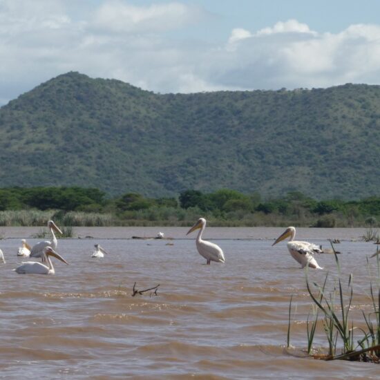 lac chamo pelicans