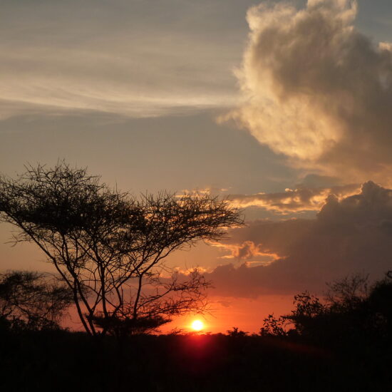 sunset acacia