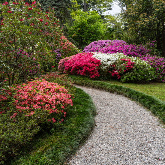 A stone pathway through Villa Carlotta Garden on Lake Como, with blooming azaleas in spring, Italy