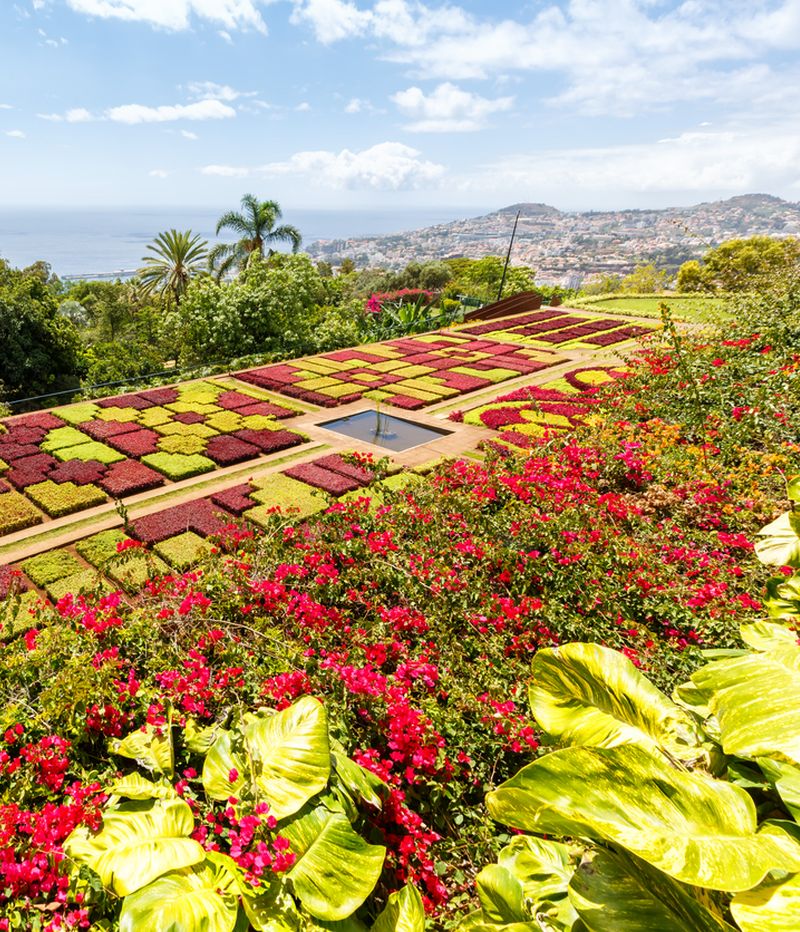Flowers and plants in botanical garden of Funchal on Madeira island in Portugal