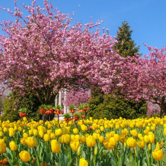 Spring flowers in Cardiff