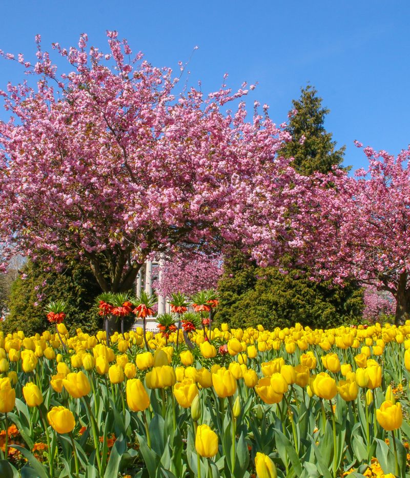 Spring flowers in Cardiff