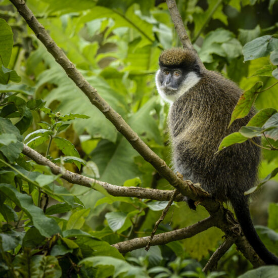 Bale Mountains vervet (Chlorocebus djamdjamensis) or Bale Monkey. Bale Mountains National Park. Ethiopia.
