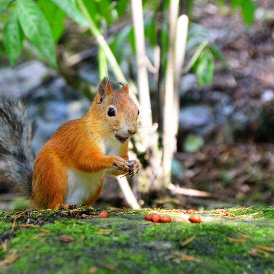 Cute squirrel eating a nut