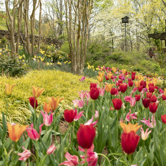 Tulip flower bed amidst A garden