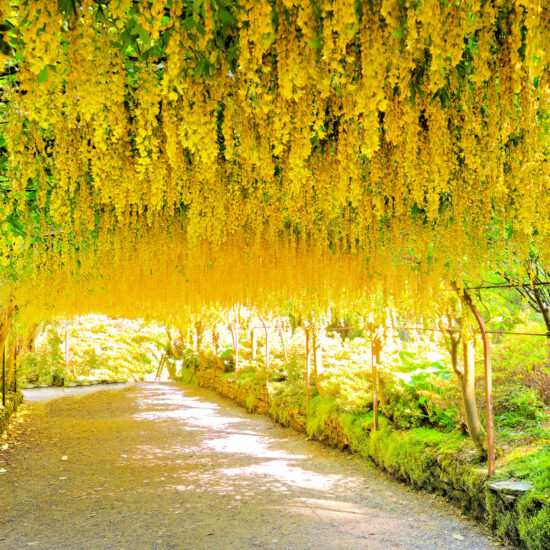 Beautiful golden arch canopy of Laburnum flowers during spring in Bodnant Gardens, Wales