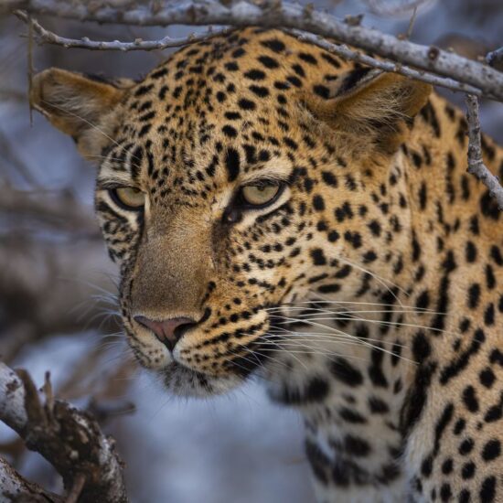 African leopard (Panthera pardus) in a tree, Northern Tuli Game Reserve, Botswana.