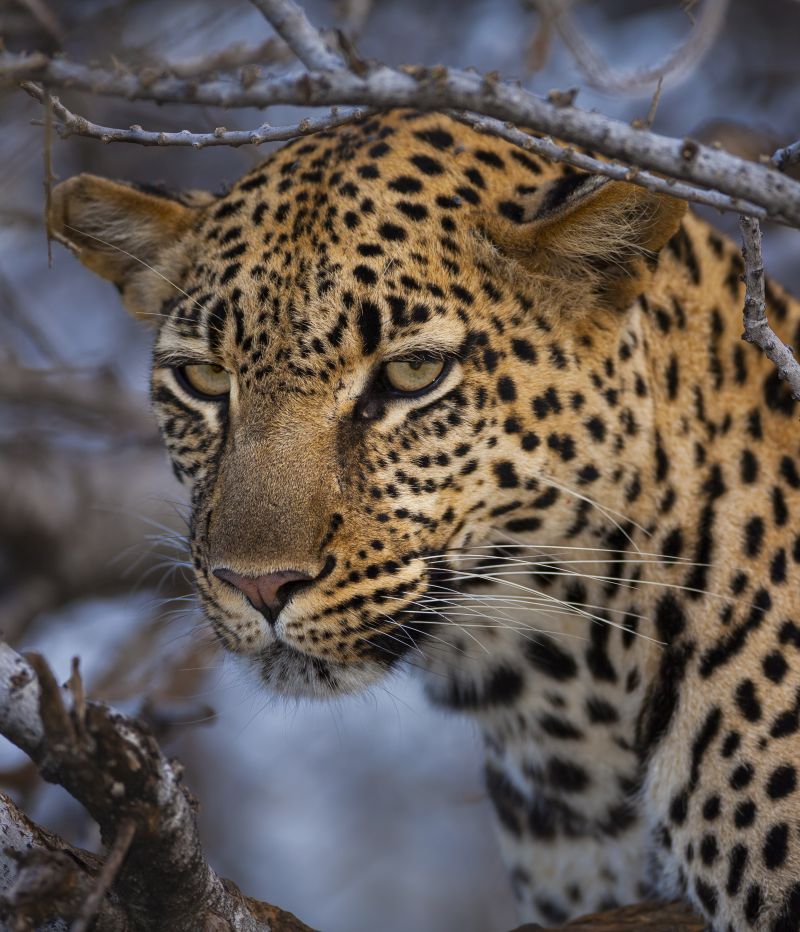 African leopard (Panthera pardus) in a tree, Northern Tuli Game Reserve, Botswana.