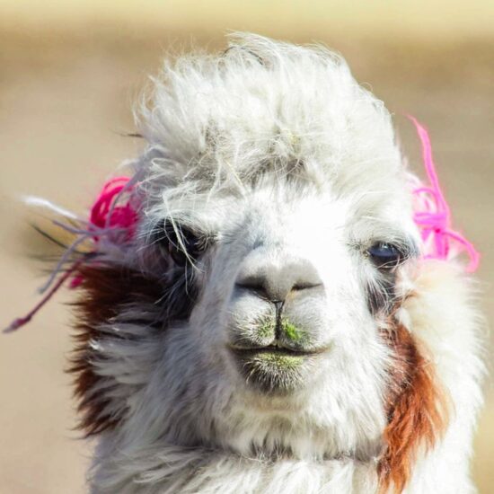 Close Up Of A Llama