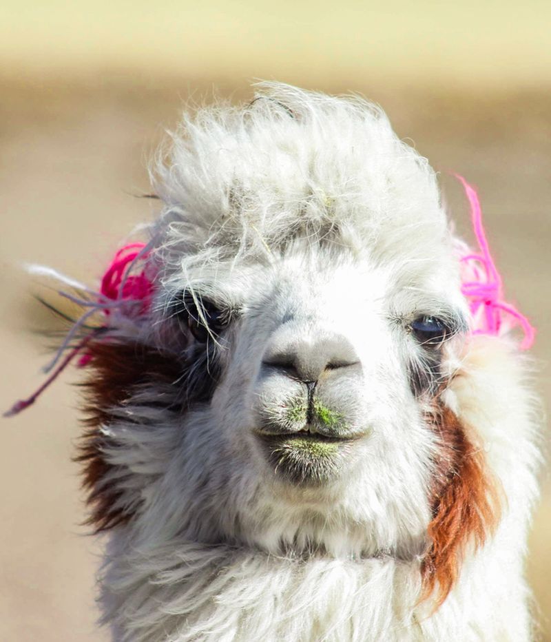Close Up Of A Llama