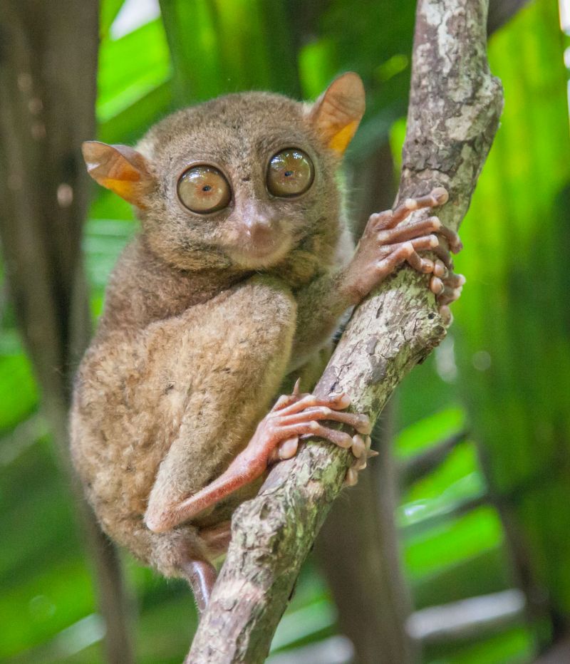 Tarsier des Philippines