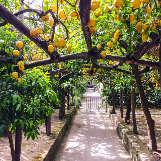 Lemon Grove, Sorrento