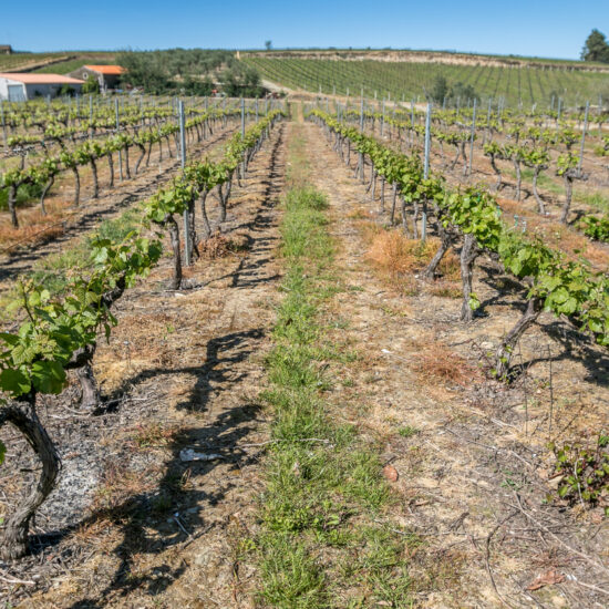 Douro Valley vineyards