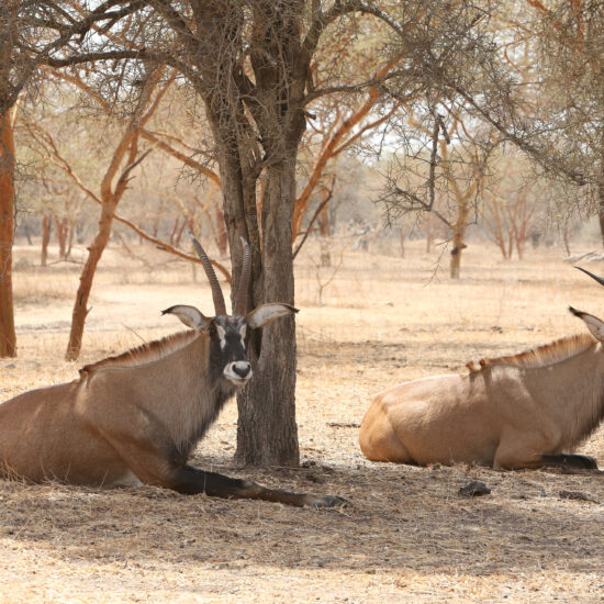Roan antelope (Hippotragus equinus) in Bandia reserve, Senegal, Africa. African animal. Safari. Senegalese nature, landscape