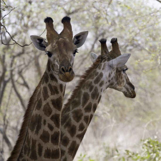 Two Girraffa Camelopardalis reticulatae at Bandia Reserva, Senegal