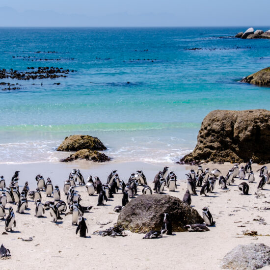 Boulders Beach in Simons Town, Cape Town, South Africa. Beautiful penguins. Colony of African penguins