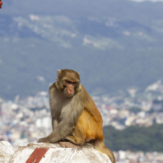 Cute monkey sits against the backdrop of the city near Swayambhunath Temple, Kathmandu, Nepal
